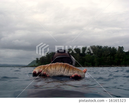 Huge sea cucumber 16165323