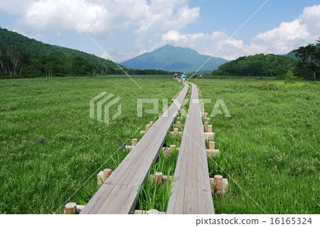 Oze National Park 16165324
