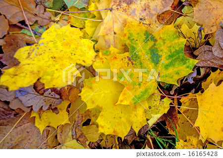 sycamore maple leaves 16165428