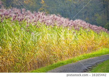 switch grass switch grass 16165442