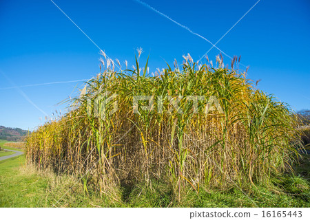 switch grass in autumn switch grass in autumn 16165443