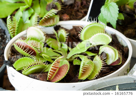 Carnivorous droseaceae plant 16165776