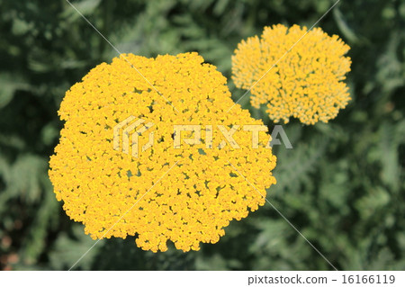 西洋蓍草黃花 西洋蓍草黃花 16166119