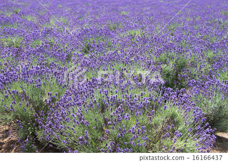 Lavender field Lavender field 16166437