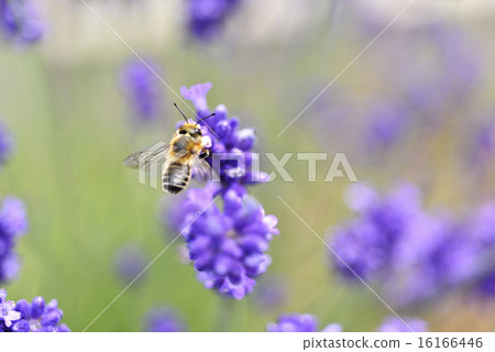 Bees and lavender Bees and lavender 16166446
