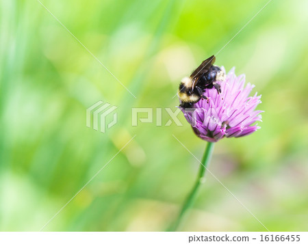bumblebee on pink flower of chives herb 16166455