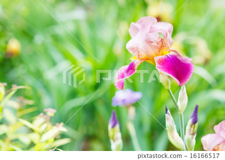 natural background with iris flowers on lawn natural background with iris flowers on lawn 16166517