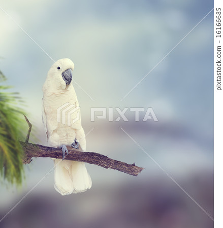 White Parrot White Parrot 16166685