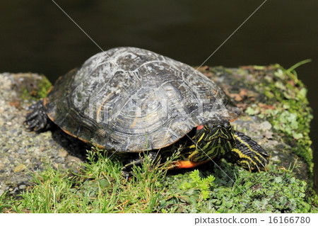Turtle shellfish Turtle shellfish 16166780