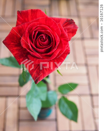 玫瑰紅介紹 玫瑰紅介紹 16167126