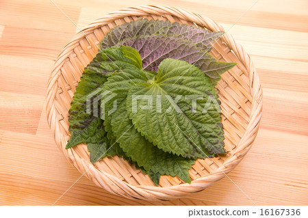 Sesame leaf 16167336