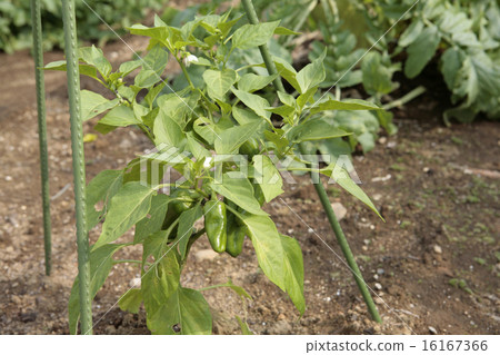 Tamagotchi of the field Tamagotchi of the field 16167366