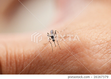 mosquito 16167379