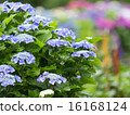 Hydrangea full bloom 16168124