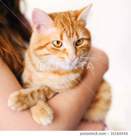 Girl holding beautiful orange tomcat Girl holding beautiful orange tomcat 16168456