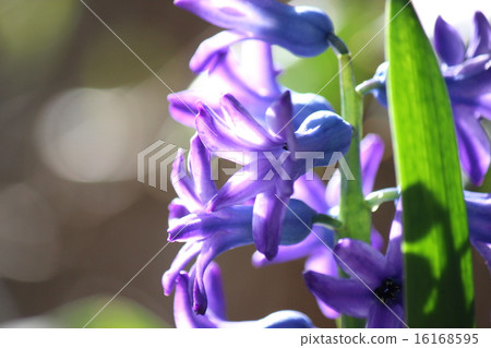 Hyacinth Hyacinth 16168595