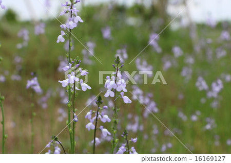 Spring Wildflowers Spring Wildflowers 16169127