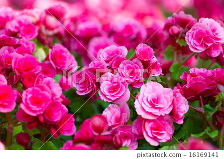 Pink begonia or fibrous flower 16169141