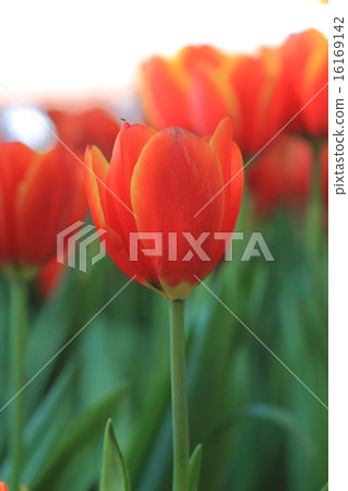 Tulips in the garden 16169142