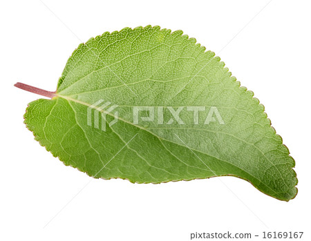 Green bright leaf of apricot Green bright leaf of apricot 16169167