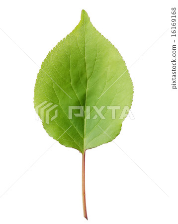 Leaves of apricot Leaves of apricot 16169168