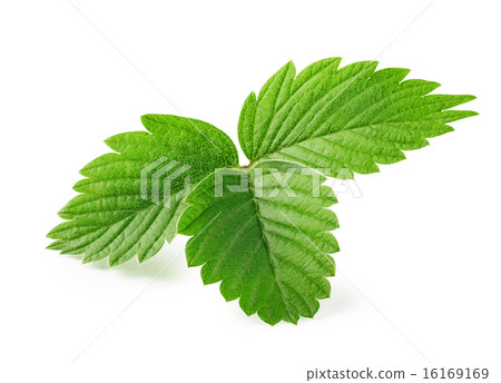 Leaves of strawberry Leaves of strawberry 16169169
