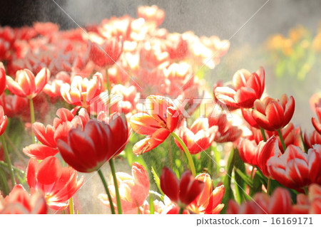 Fresh tulips in warm sun light Fresh tulips in warm sun light 16169171