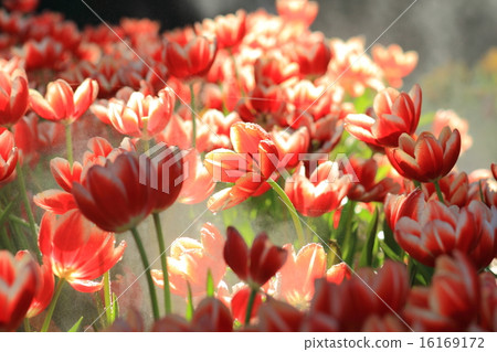 Fresh tulips in warm sun light Fresh tulips in warm sun light 16169172