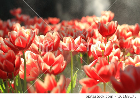 Fresh tulips in warm sun light Fresh tulips in warm sun light 16169173