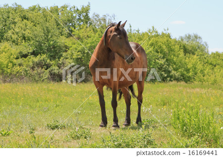 chestnut horse grazing in a meadow on a summer day chestnut horse grazing in a meadow on a summer day 16169441