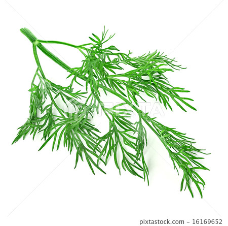 dill isolated on white background 16169652