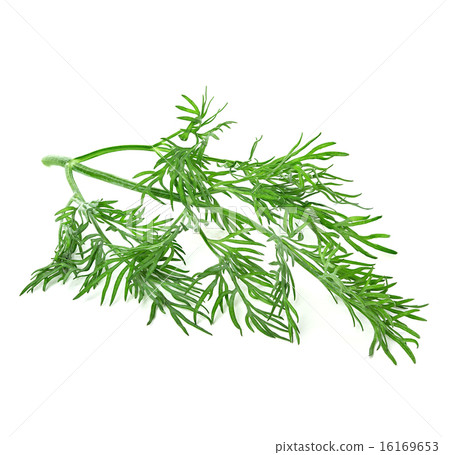 dill isolated on white background 16169653