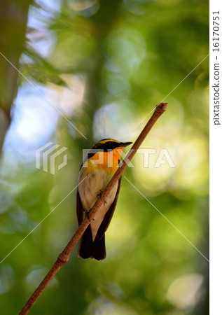 基比塔基 16170751