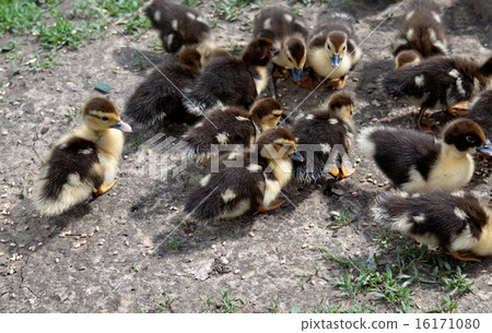 duck chickens 16171080