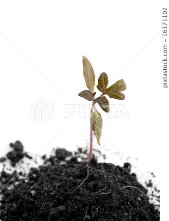plant of tomato 16171102
