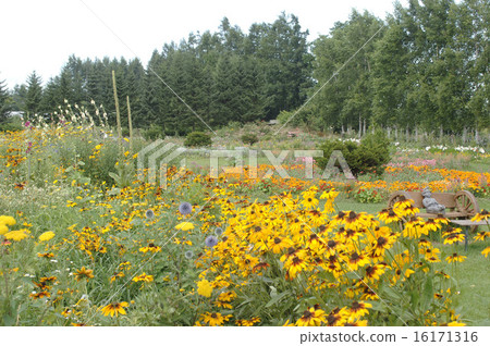 夏天,盛開的嶄露頭角的竹園 夏天,盛開的嶄露頭角的竹園 16171316