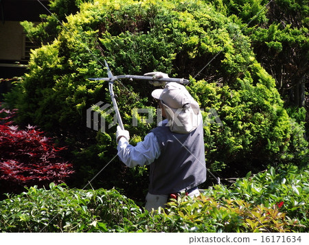 修剪花園樹木 16171634