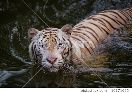 White tiger symbol of  success 16171635