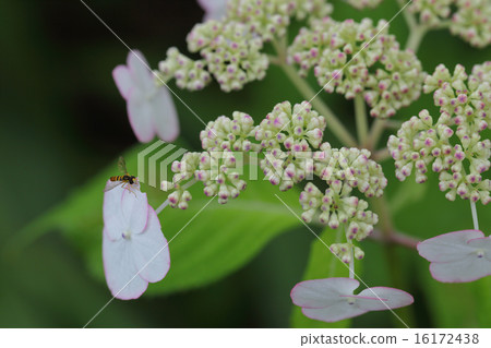 Hanaab和Kiyosumi·繡球花蕾 16172438