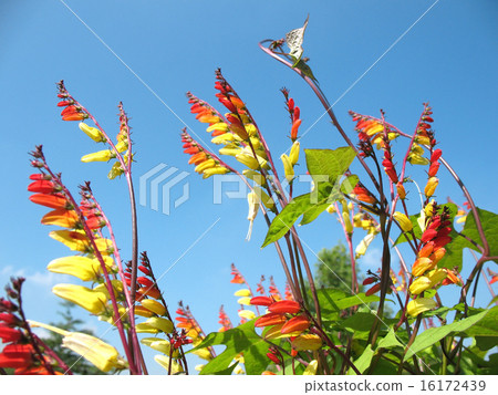 Quamoclit lobata, Mina lobata, Ipomoea versicolor 16172439