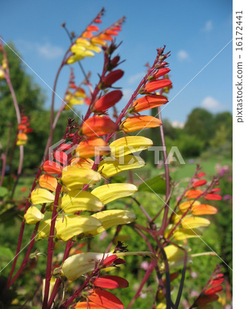 Quamoclit lobata, Mina lobata, Ipomoea versicolor 16172441