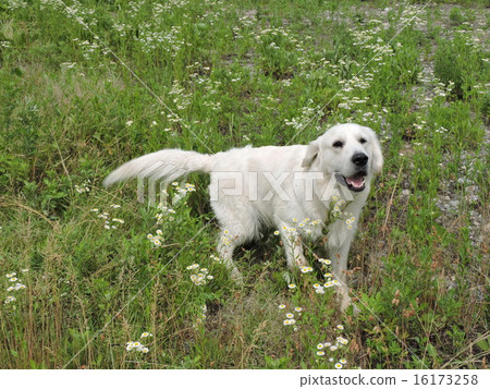 White Golden Retriever 16173258