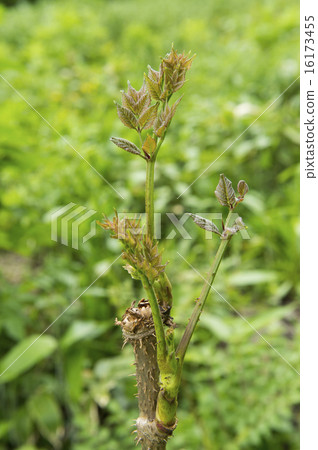 塔拉的芽 16173455