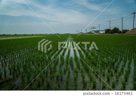 Spring rice fields 16173461