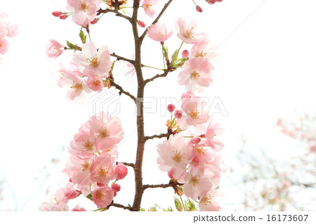 櫻花 櫻花 16173607