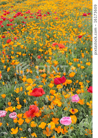 Poppy field Poppy field 16173609