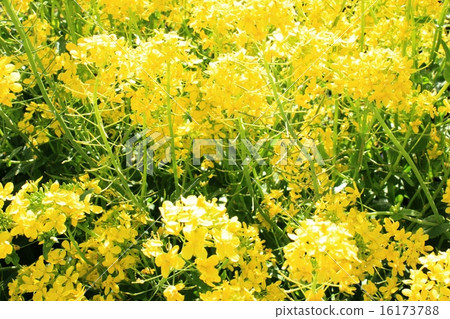 在春天的陽光下 16173788