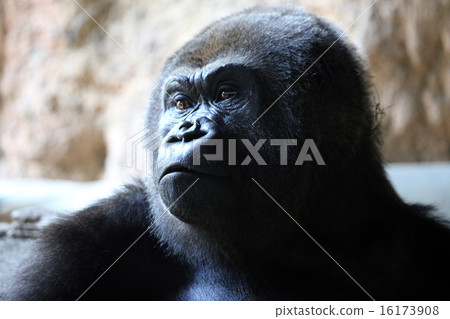 Gorilla facial expression 16173908