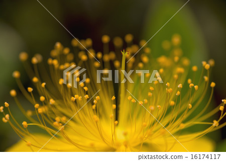 Byoie的花 Byoie的花 16174117