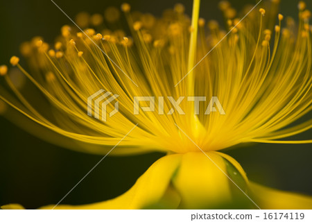 Bjöyanagi之花 16174119